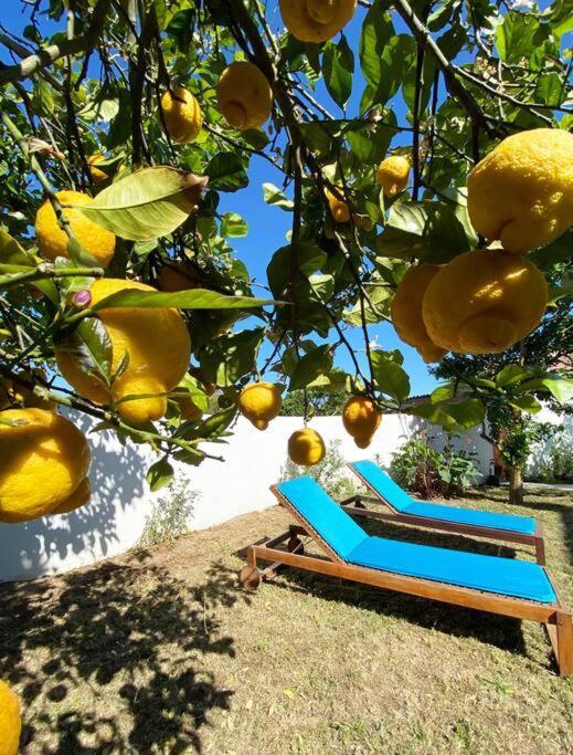 Terra Da Lagoa - Villa Near The Beach & Lagoon Nadadouro Екстер'єр фото